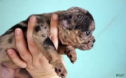 American Bully dogs for sale: Black Merle Female - Image 13