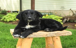 Australian Shepherd dogs for sale: Brandy - Image 2