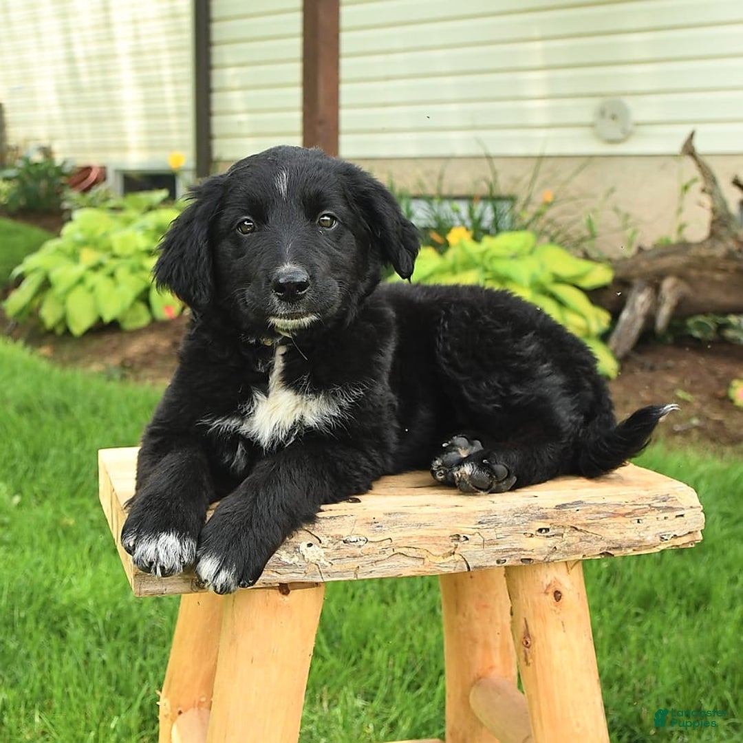 Australian Shepherd dogs for sale: Brandy - Image 2