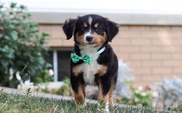 Mini Bernedoodle dogs for sale: Brody - Image 4