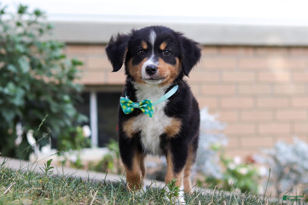 Mini Bernedoodle dogs for sale: Brody - Image 4