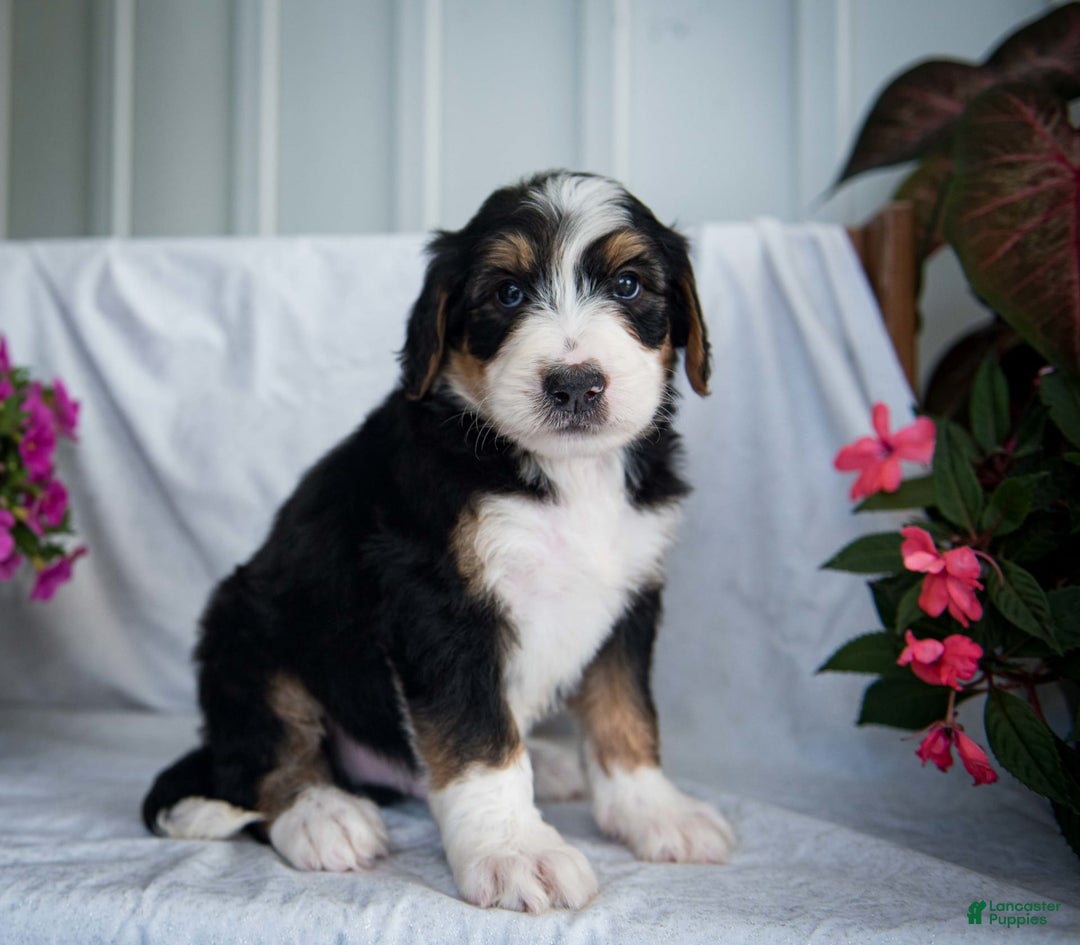 Bernedoodle dogs for sale: Spiderman - Image 14