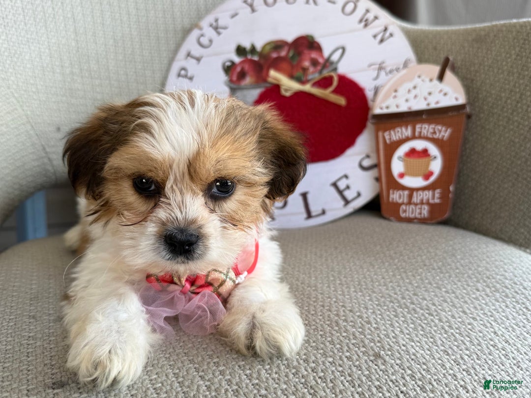 Teddy Bear dogs for sale: Pumpkin - Image 6