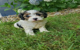 Cavapoo dogs for sale: Darlie - Image 3