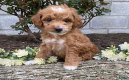 Mini Goldendoodle dogs for sale: Jack - Image 8