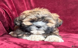 Shih Tzu dogs for sale: Dotty - Image 7