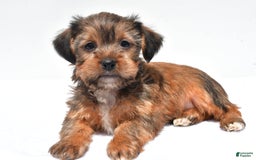 Morkie dogs for sale: Clifford - Image 1