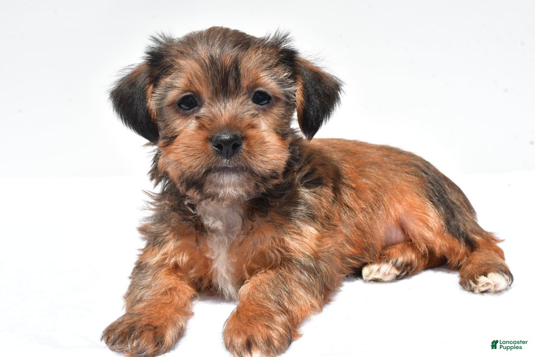 Morkie dogs for sale: Clifford - Image 1