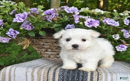 Maltese dogs for sale: Jessie - Image 5