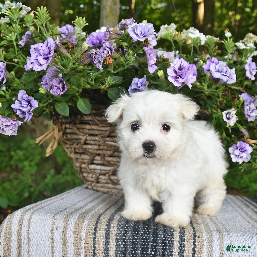 Maltese dogs for sale: Jessie - Image 5