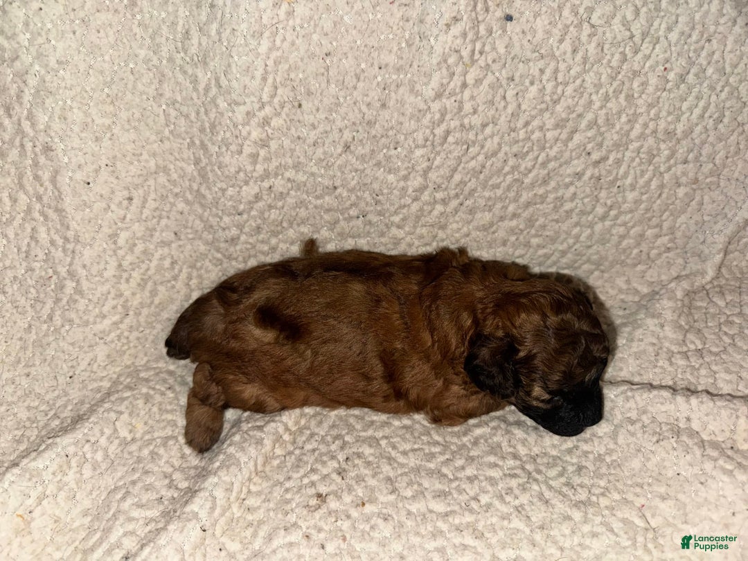 Miniature Poodle dogs for sale: Red Female 2 - Image 3