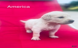Golden Retriever dogs for sale: Golden Retriever 10 puppies - Image 10