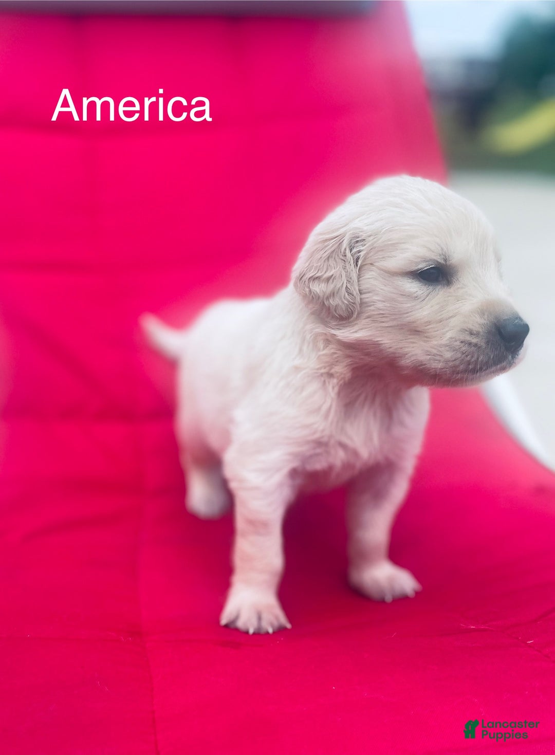 Golden Retriever dogs for sale: Golden Retriever 10 puppies - Image 10