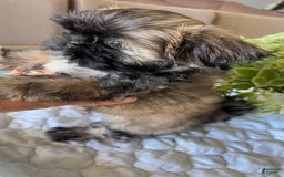 Shih Tzu dogs for sale: Rosse - Image 7