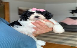 Cavachon dogs for sale: Chloe - Image 1