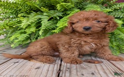 Mini Goldendoodle dogs for sale: Mini -lilly - Image 39