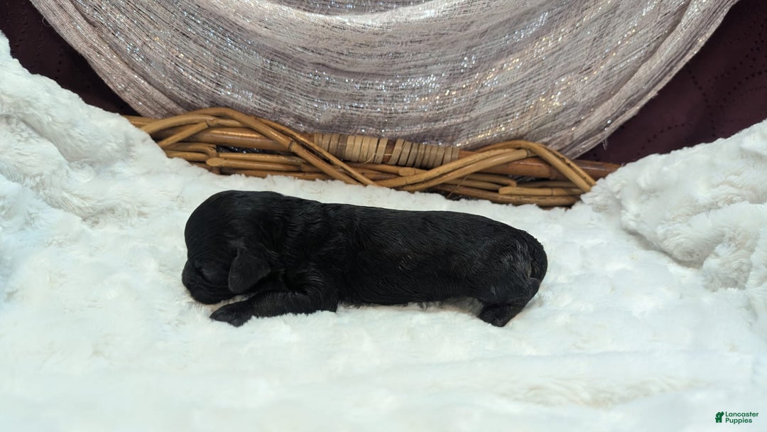 Cockapoo dogs for sale: Emily - Image 26