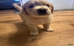 Goldendoodle dogs for sale: Rubble F1b Goldendoodle - Image 1