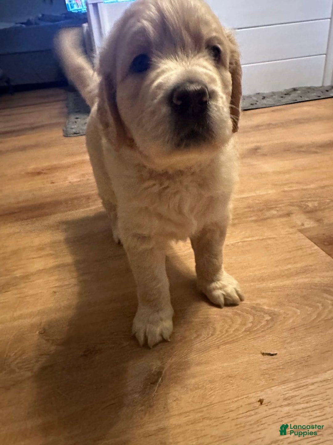 Goldendoodle dogs for sale: Rubble F1b Goldendoodle - Image 1
