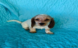 Miniature Dachshund dogs for sale: Lemon Drop - Image 10