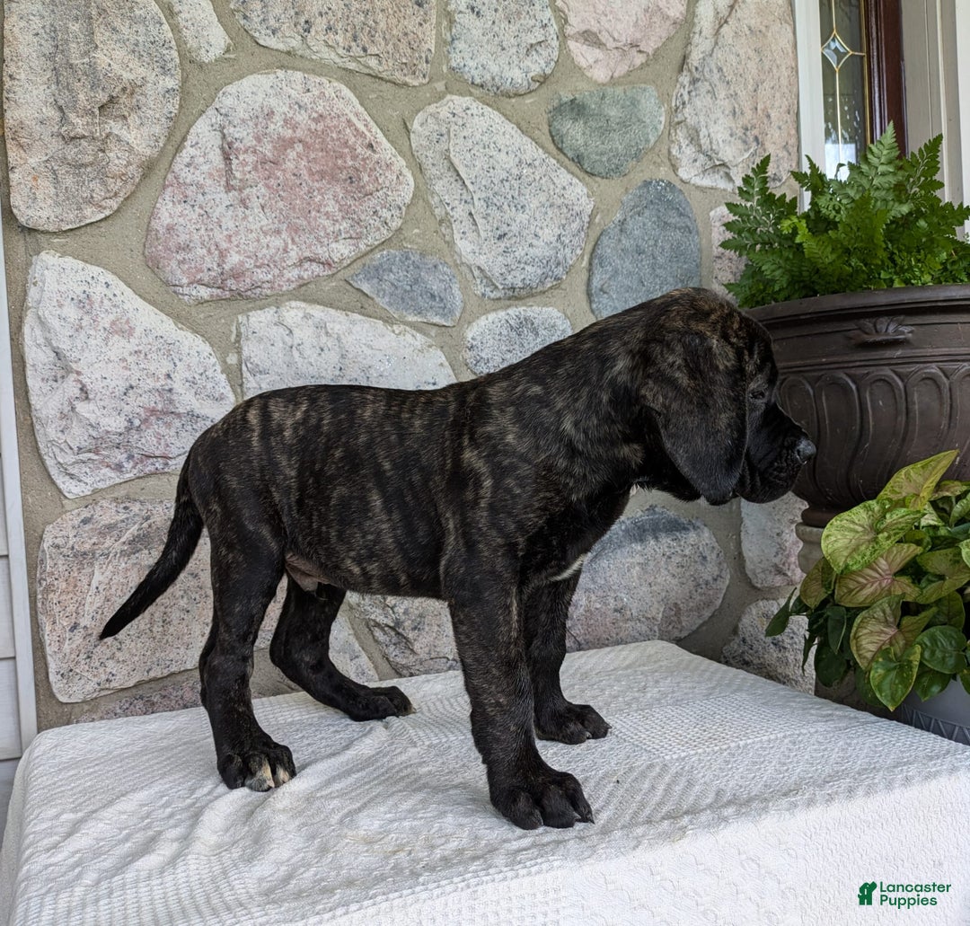 English Mastiff dogs for sale: Bruno - Image 9