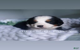 Bernese Mountain Dog dogs for sale: Male - Image 6