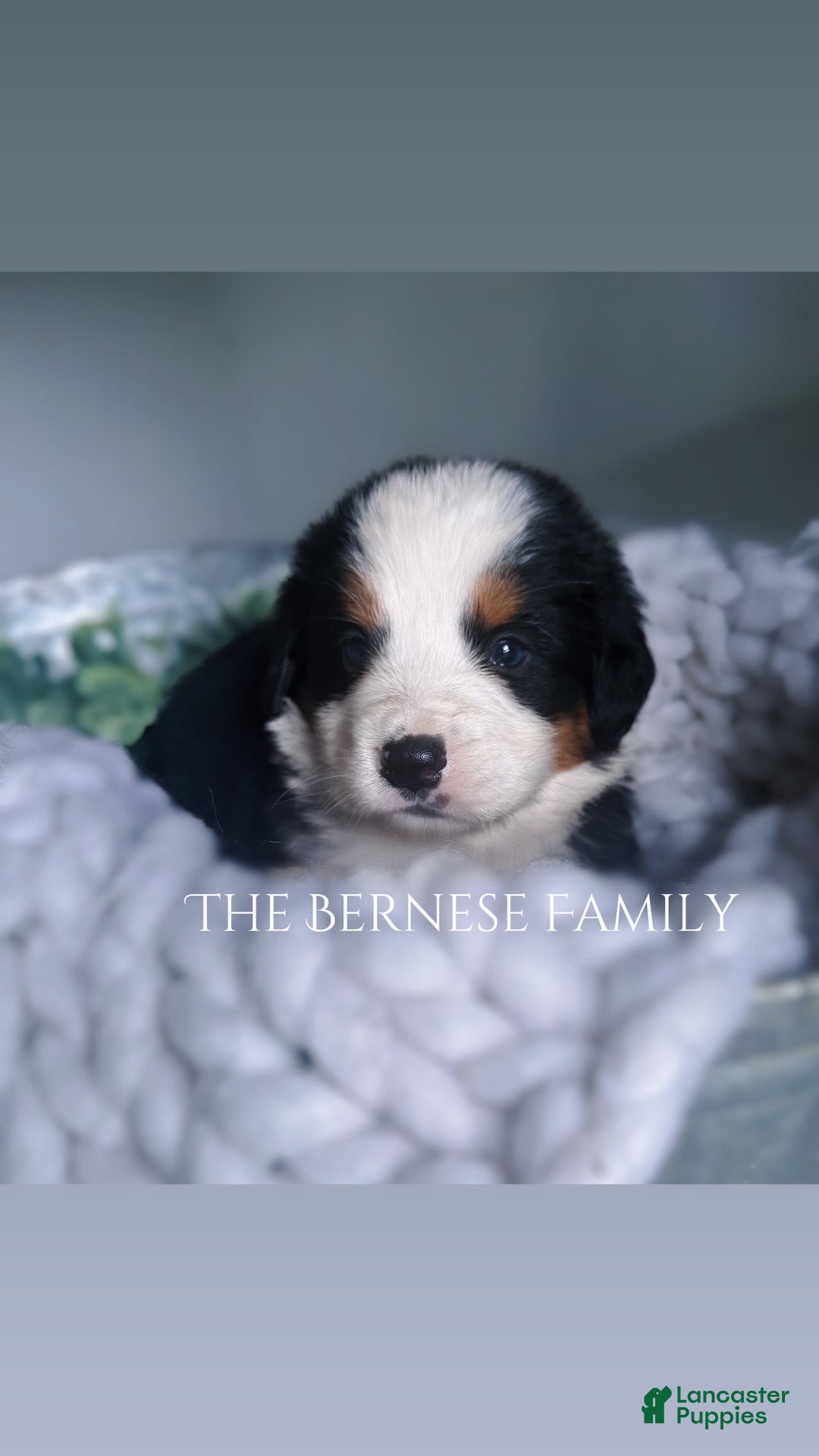 Bernese Mountain Dog dogs for sale: Male - Image 6