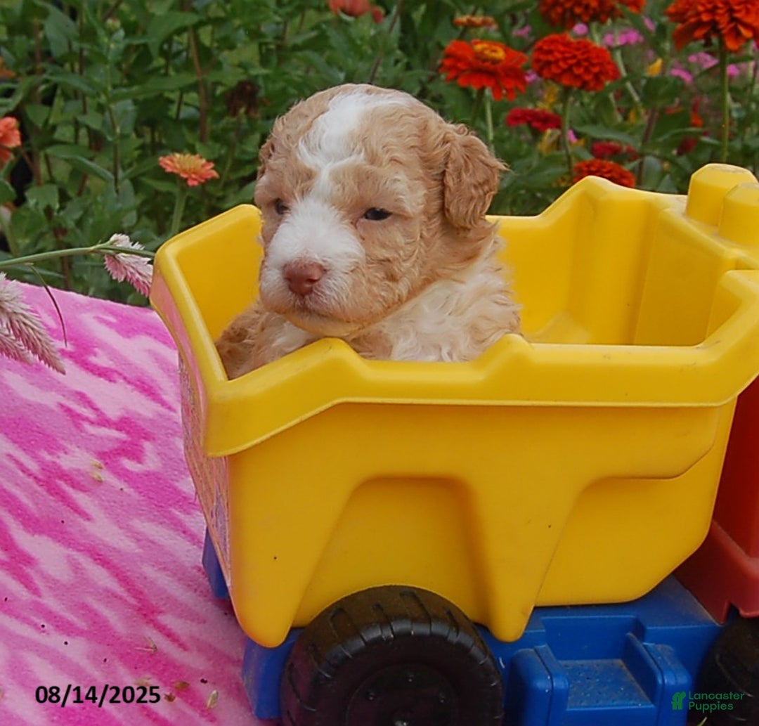 Toy Poodle dogs for sale: Toy Poodle 5 puppies - Image 3