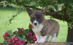 Welsh Corgi Pembroke dogs for sale: Ruby - Image 2