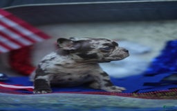 French Bulldog dogs for sale: Butter - Image 6