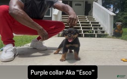 Rottweiler dogs for sale: Purple Collar - Image 3