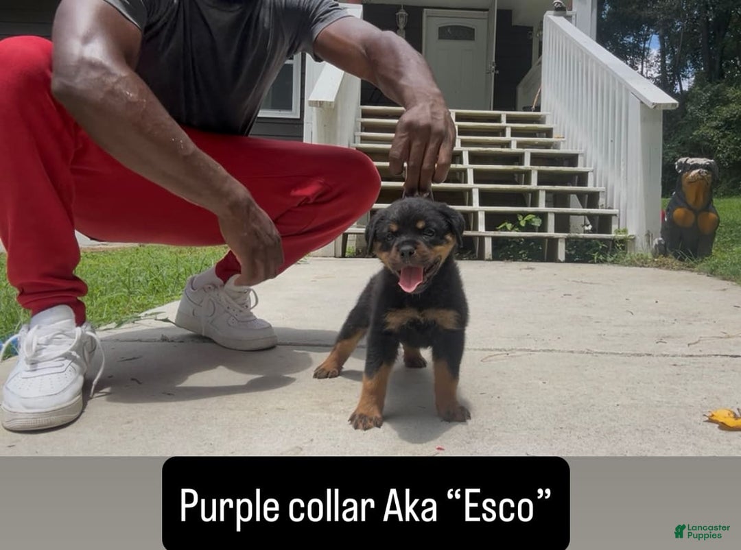 Rottweiler dogs for sale: Purple Collar - Image 3