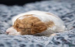 Standard Poodle dogs for sale: Rin - Image 1