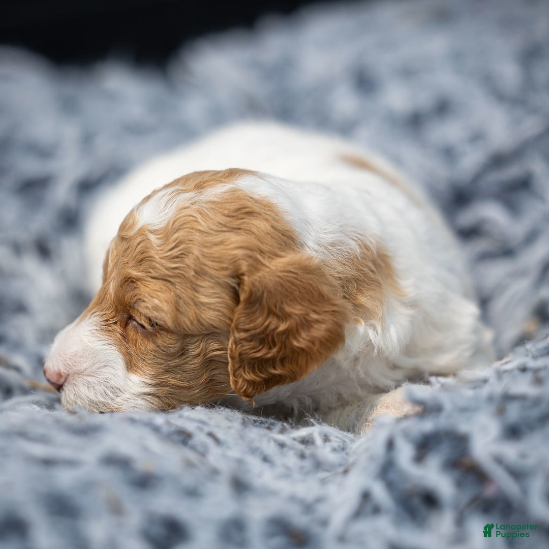 Standard Poodle dogs for sale: Rin - Image 1