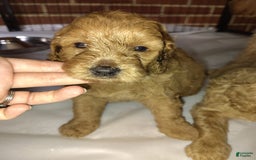 Mini Goldendoodle dogs for sale: Amy - Image 10
