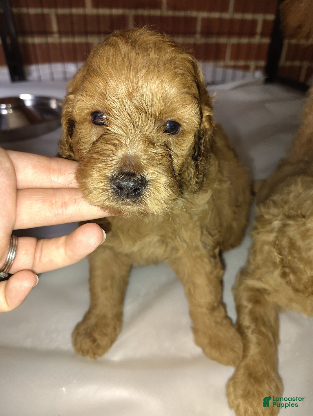 Mini Goldendoodle dogs for sale: Amy - Image 10