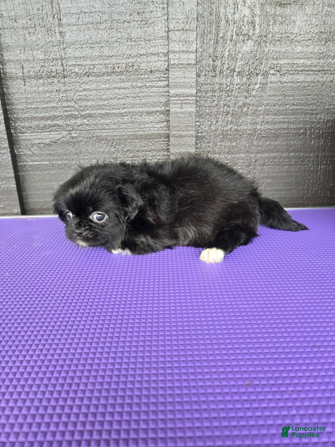 Pekingese dogs for sale: Carrie - Image 9