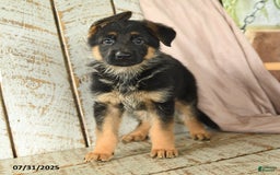 German Shepherd dogs for sale: Whistle - Image 2