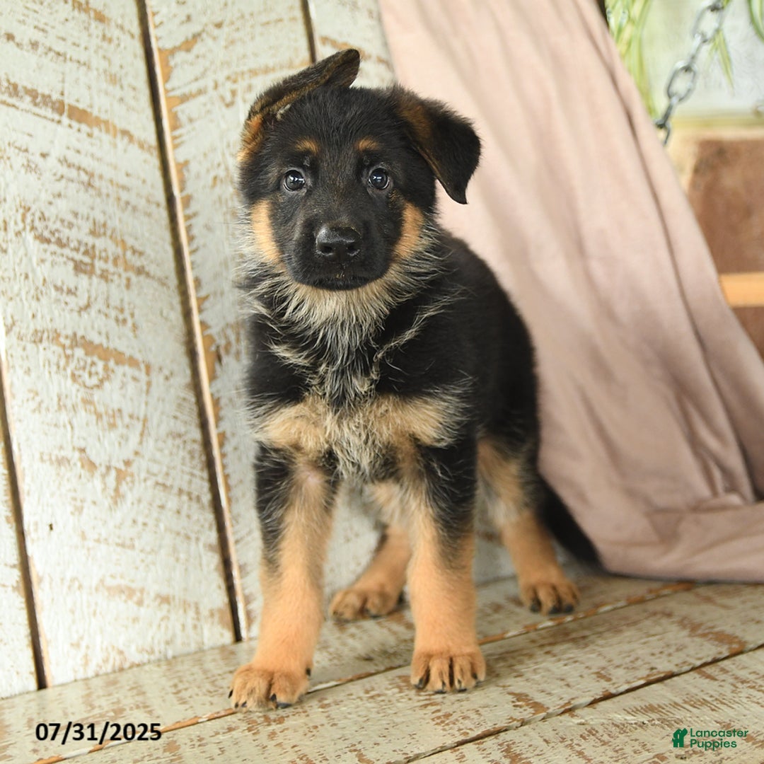 German Shepherd dogs for sale: Whistle - Image 2
