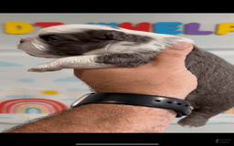 French Bulldog dogs for sale: French Bulldog 5 puppies - Image 10