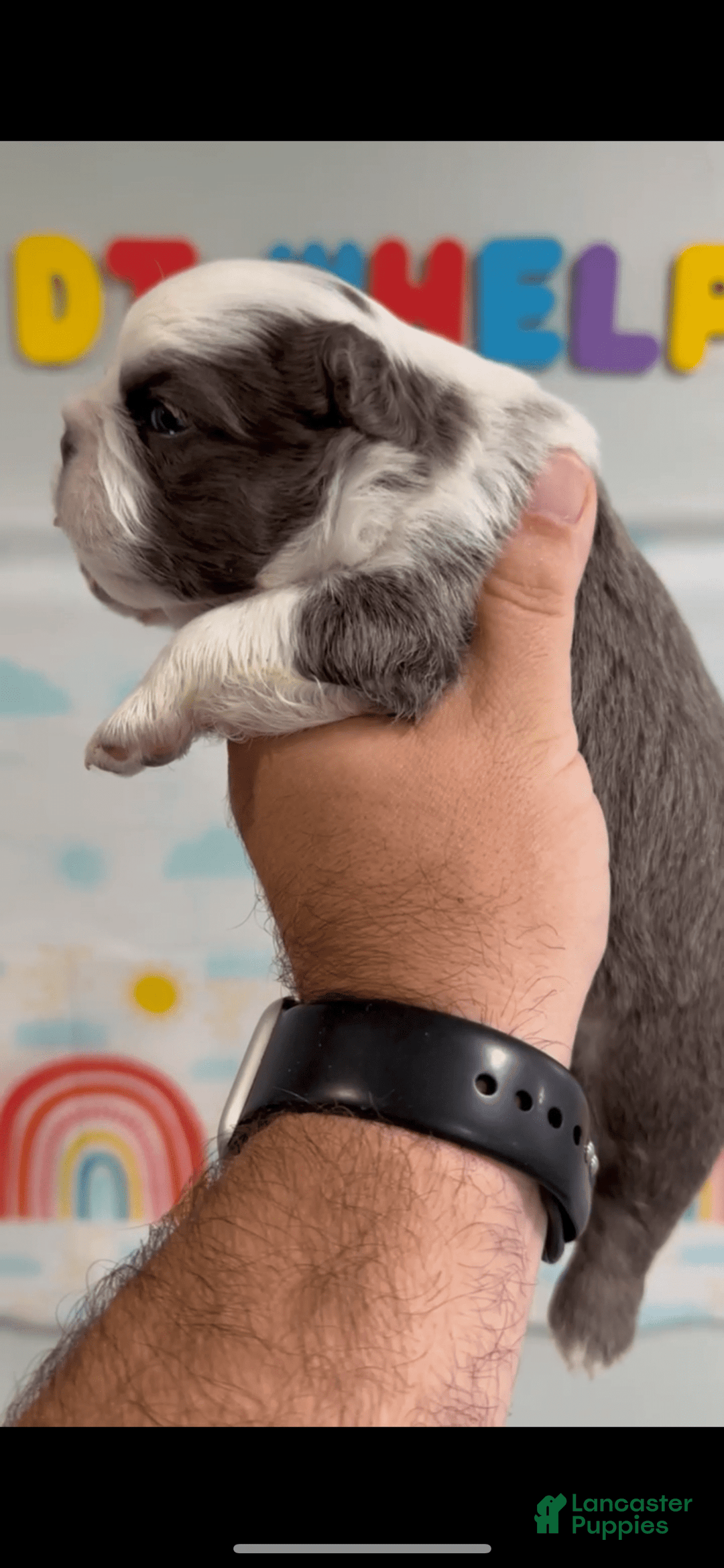 French Bulldog dogs for sale: French Bulldog 5 puppies - Image 10