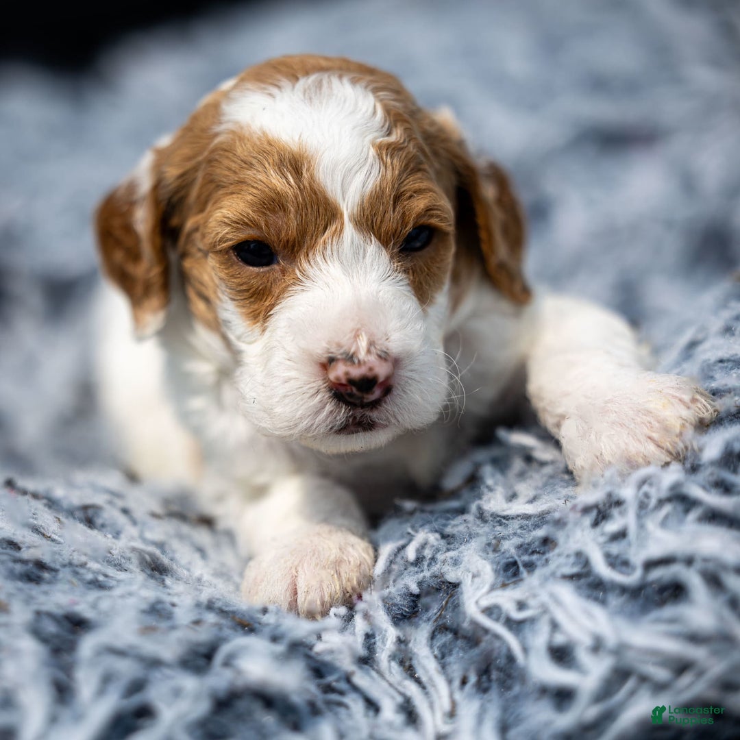 Standard Poodle dogs for sale: Reagan - Image 11