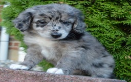 Mini Aussiedoodle dogs for sale: Mini Angel - Image 11