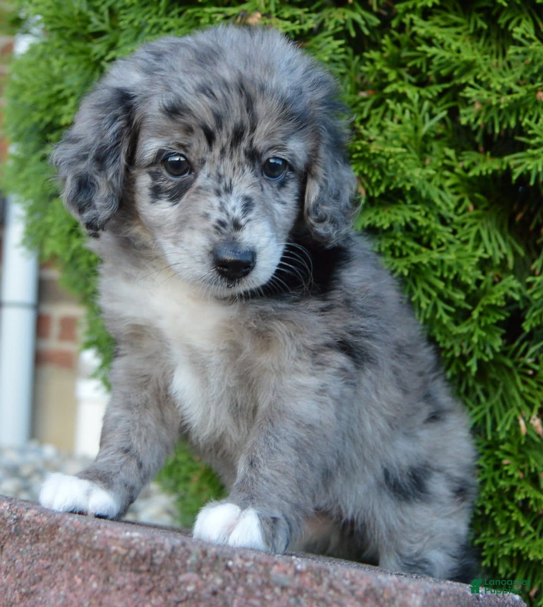 Mini Aussiedoodle dogs for sale: Mini Angel - Image 11