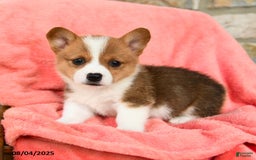 Welsh Corgi Pembroke dogs for sale: Vera Akc - Image 4