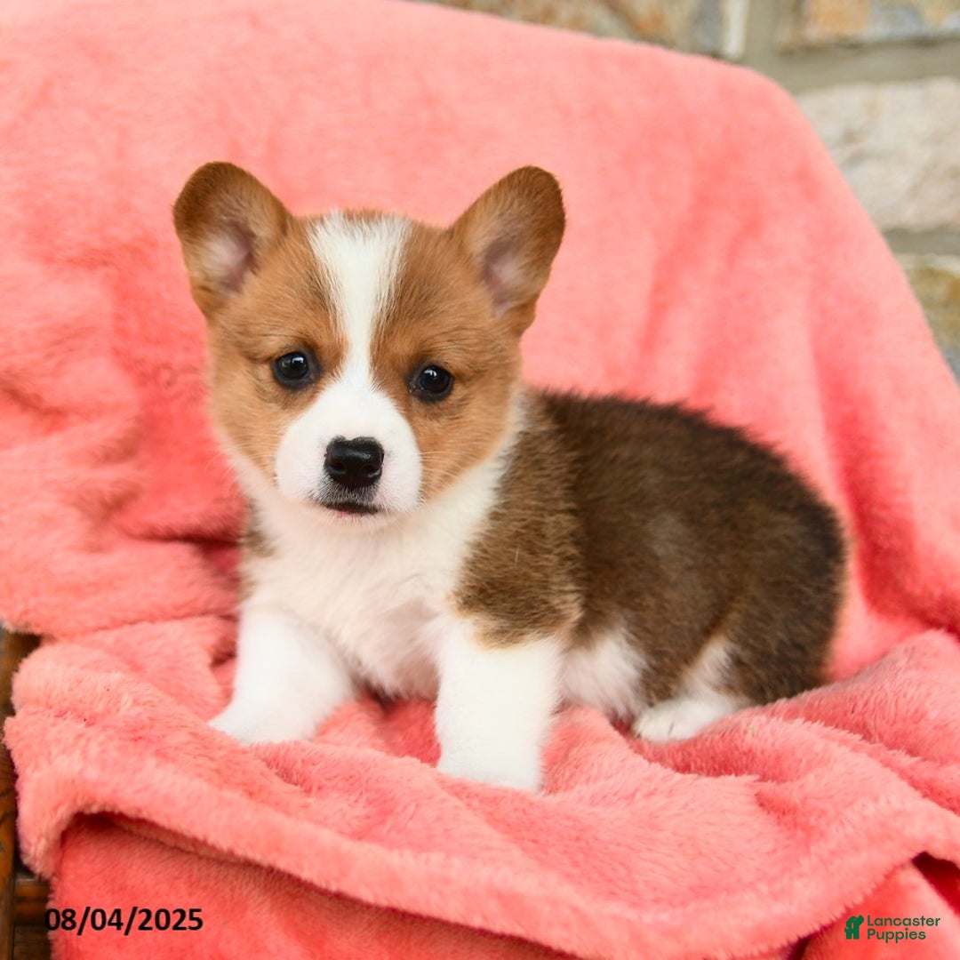 Welsh Corgi Pembroke dogs for sale: Vera Akc - Image 4