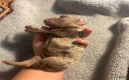 Bernedoodle dogs for sale: Mocha - Image 1