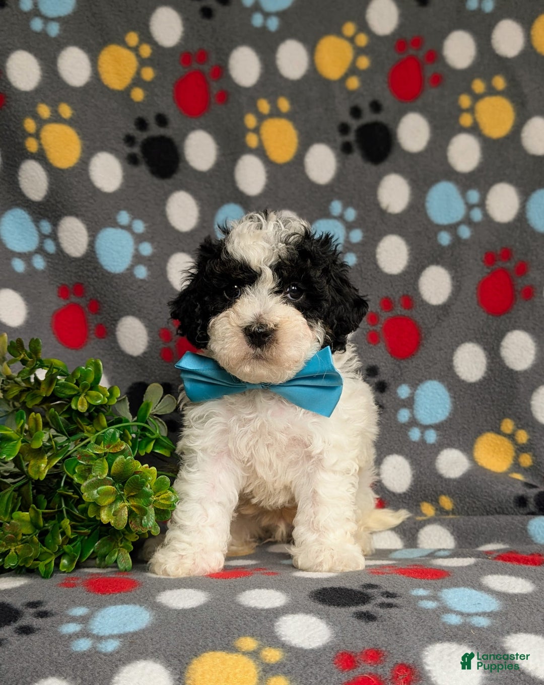 Cavapoo dogs for sale: Edmond Hypoallergenic - Image 8