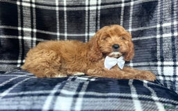 Cavapoo dogs for sale: Whiskey - Image 7