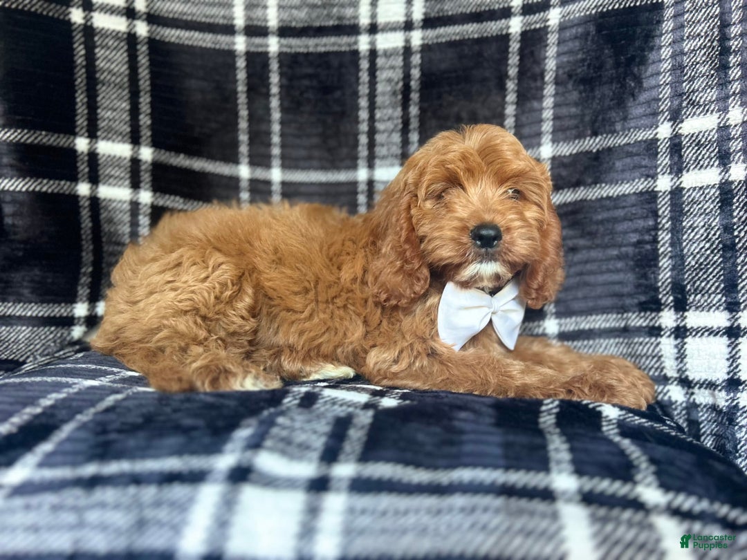 Cavapoo dogs for sale: Whiskey - Image 7